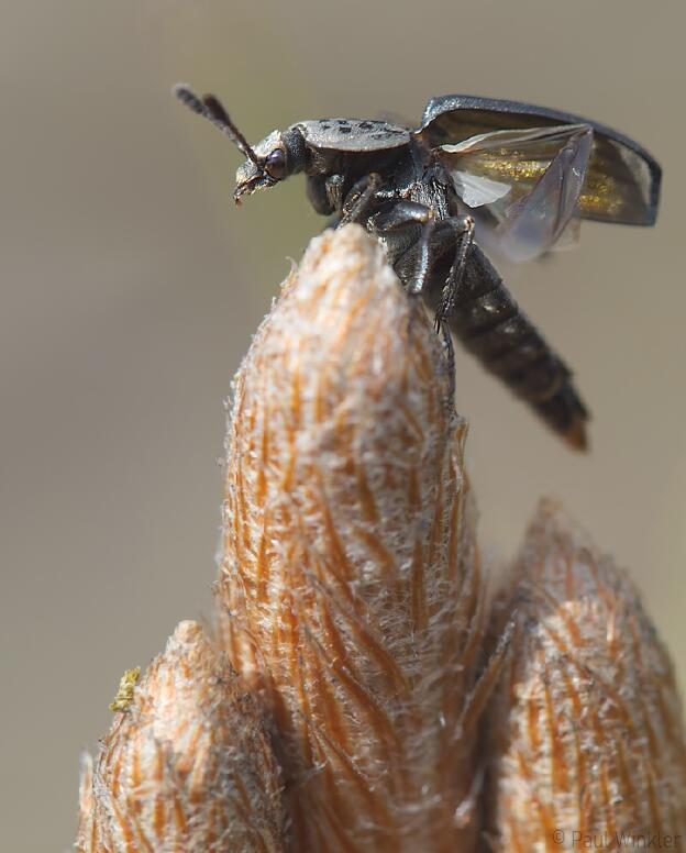 Aaskäfer  (Silphidae)