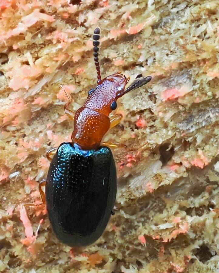 Vincenzellus ruficollis  (Rothalsiger Scheinrüssler)