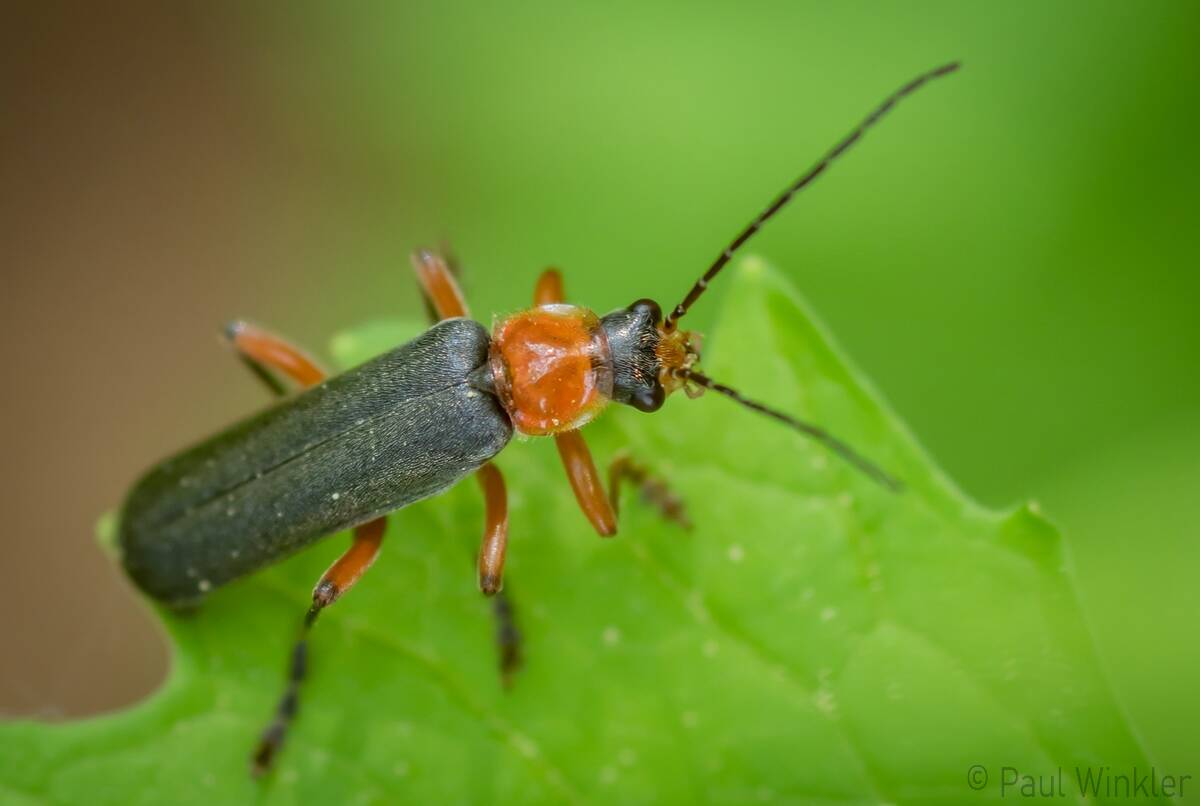 Cantharis pellucida  (Rotschwarzer Weichkäfer)