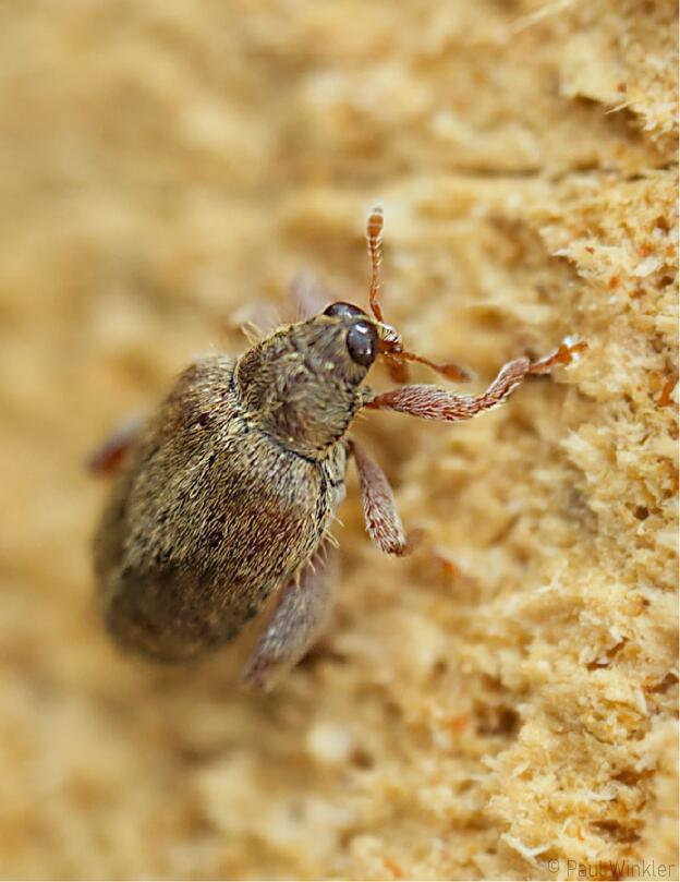 Orchestes quercus  (Eichenspringrüssler)