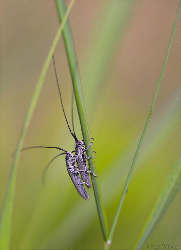 Calamobius filum (Getreidebock)