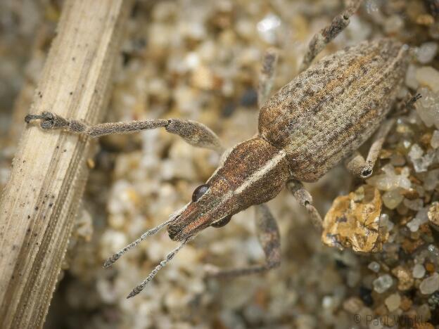 Charagmus  gressorius  (Grosser Lupinen-Blattrandrüssler)