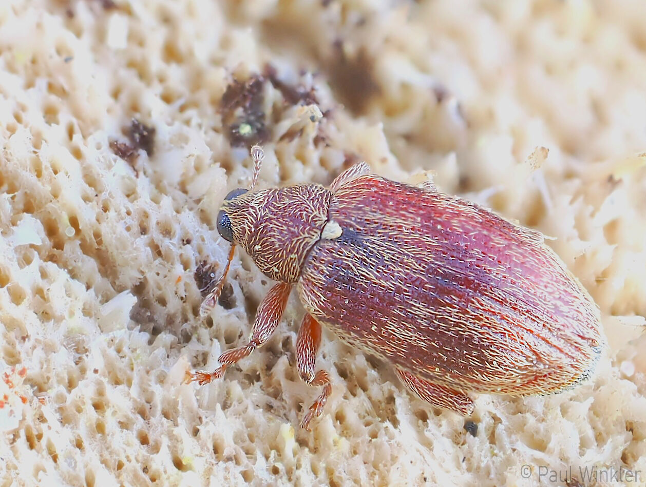 Rhynchaenus testaceus (Erlen-Springrüssler)