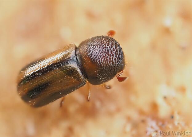 Xyloterus lineatus  (Gestreifter Nutzholzborkenkäfer)