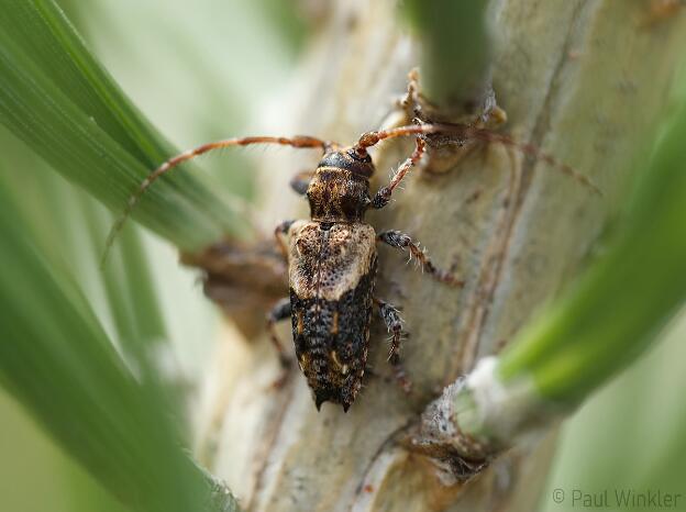 Pogonocherus hispidus  (Dorniger Wimperbock)