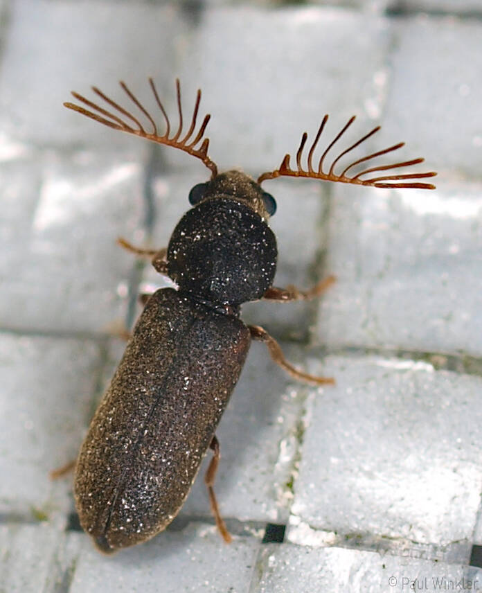 Ptilinus pectinicornis  (Gekämmter Nagekäfer)