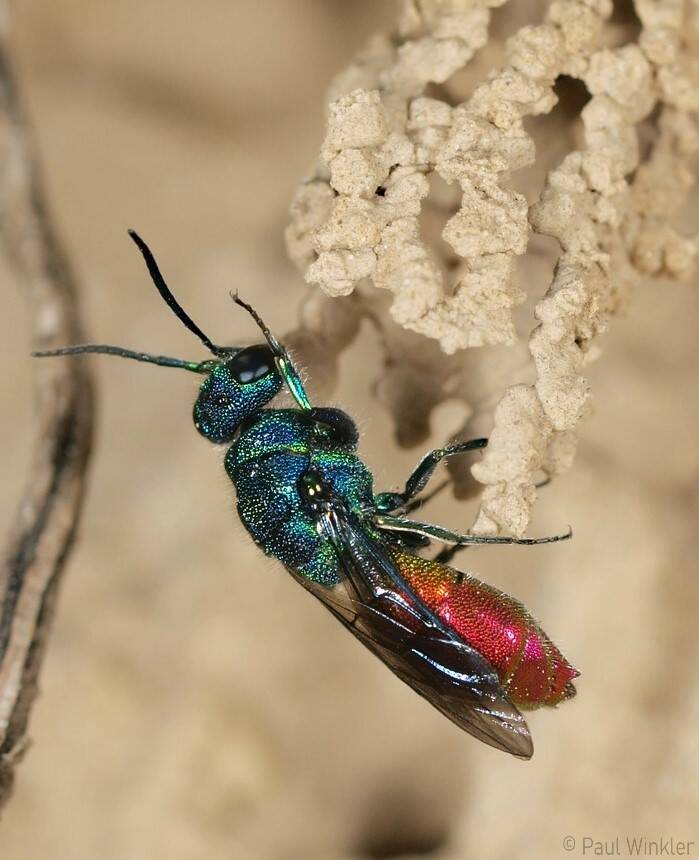 Chrysis mediata