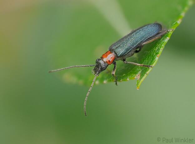 Ischnomera sanguinicollis