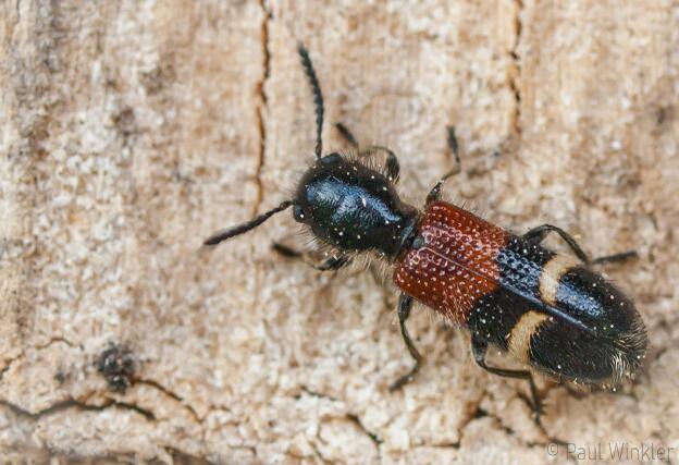 Tilloidea unifasciata