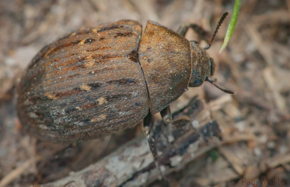 Byrrhus pilula  (Gemeiner Pillenkäfer)