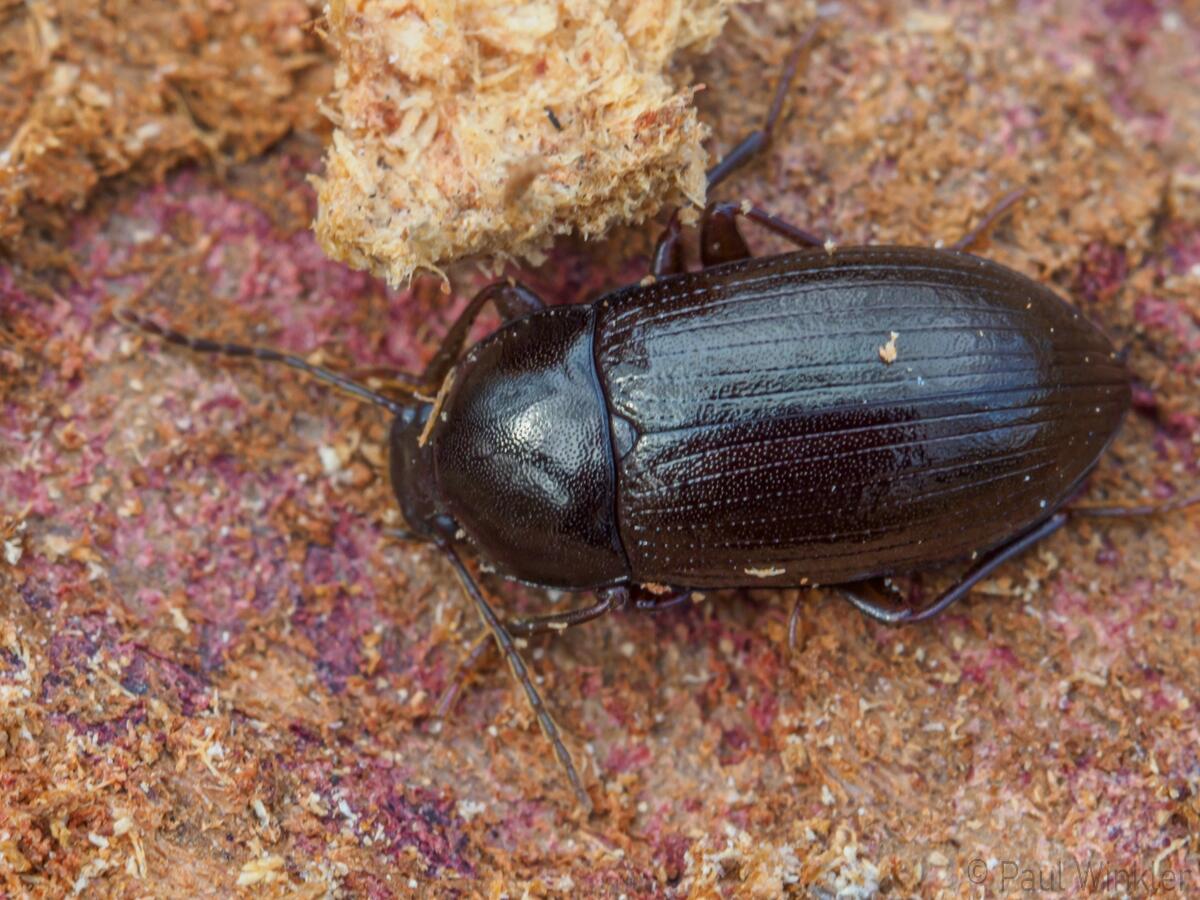 Nalassus dermestoides