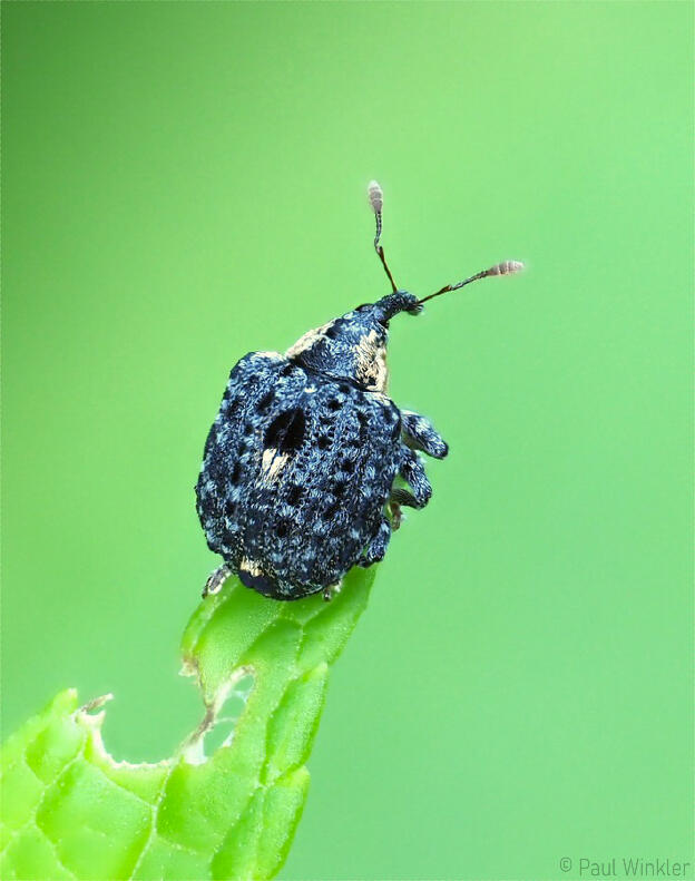 Cionus tuberculosus  (Dunkler Braunwurzschaber)