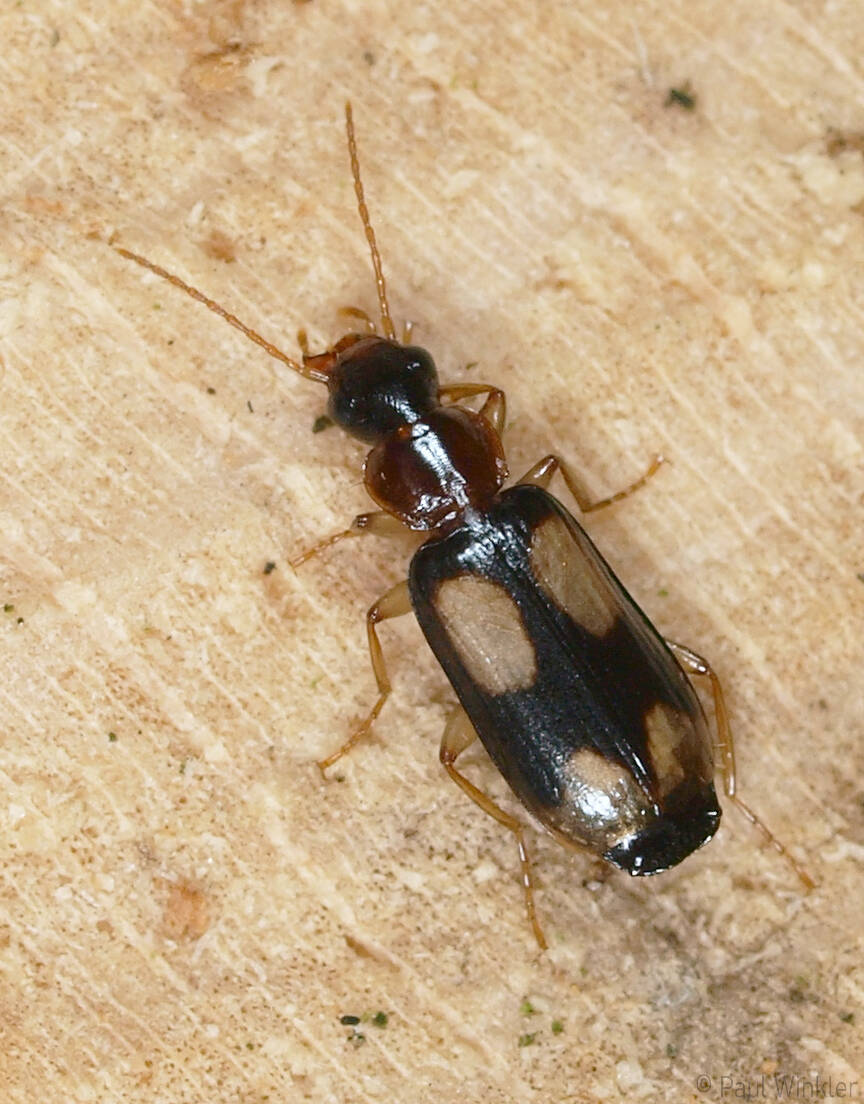 Dromius quadrimaculatus (Vierfleck-Rindenläufer)