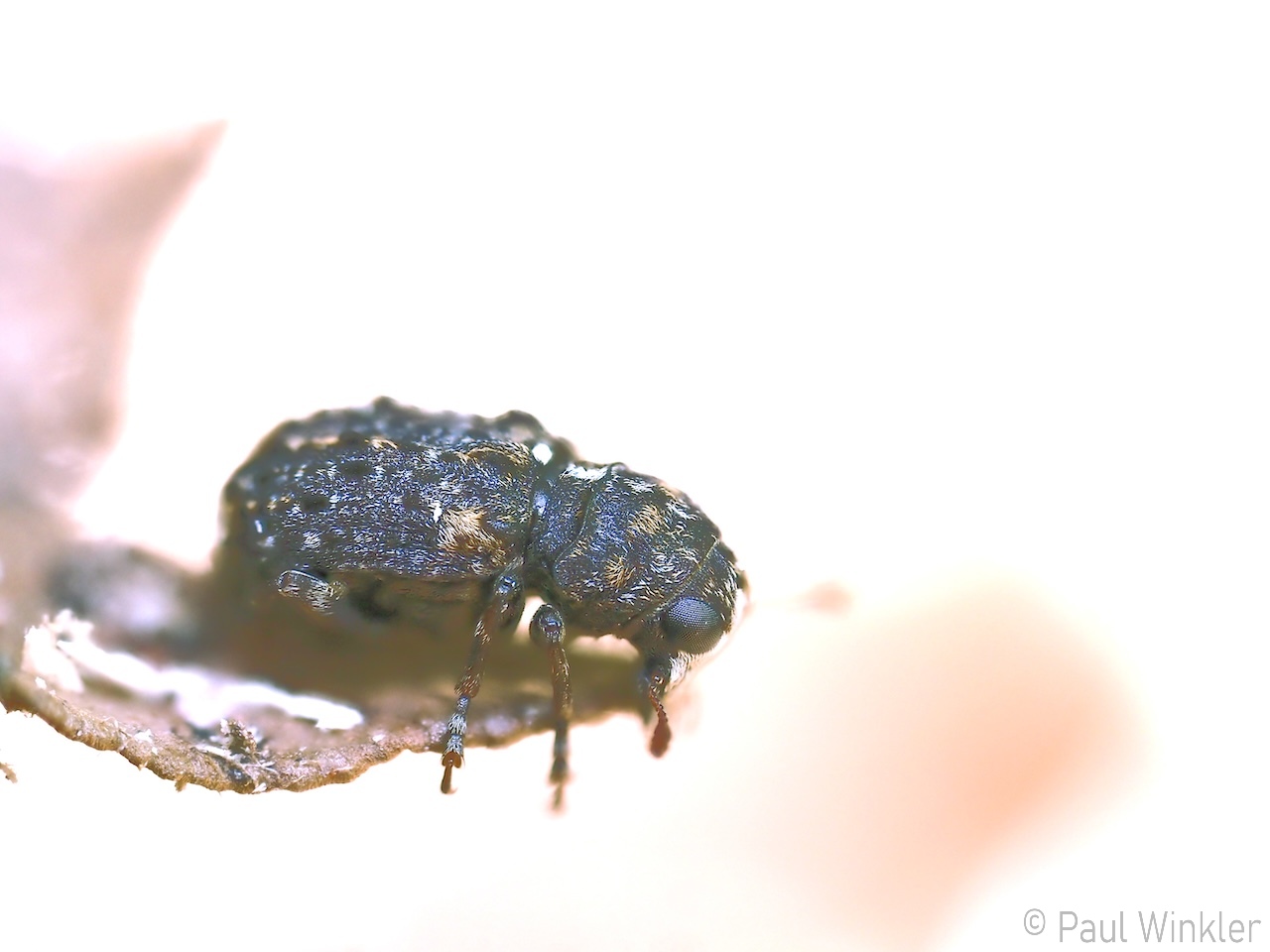 Dissoleucas niveirostris