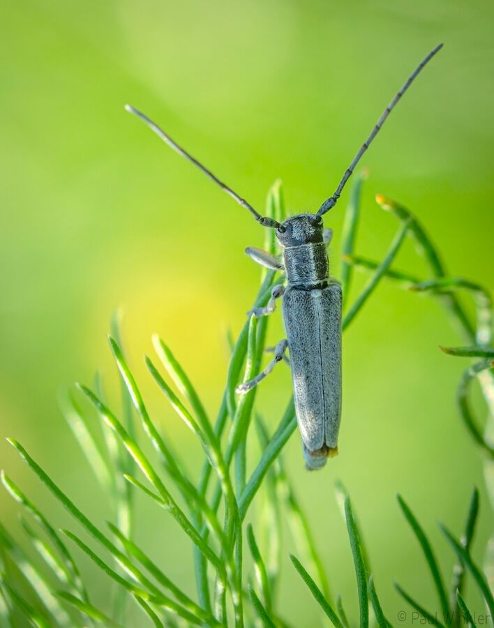 Phytoecia nigricornis (Schwarzhörniger Walzenhalsbock)