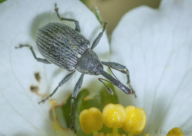 Anthonomus rubi  (Erdbeerblütenstecher)