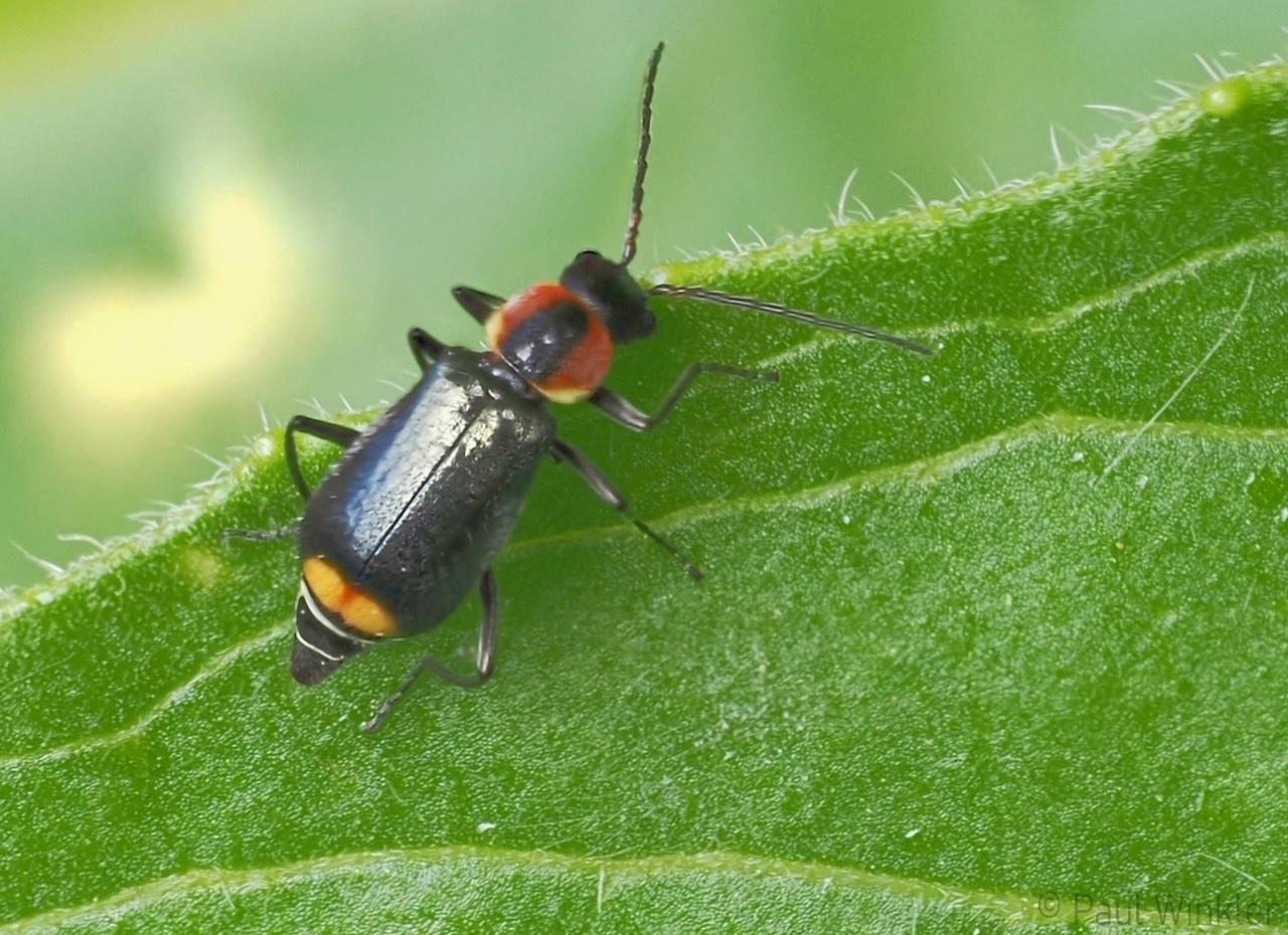 BaWü  2025  own garden