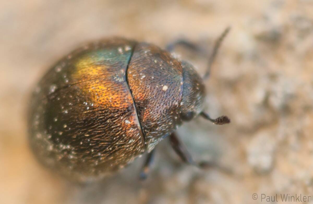 Lamprobyrrhulus nitidus