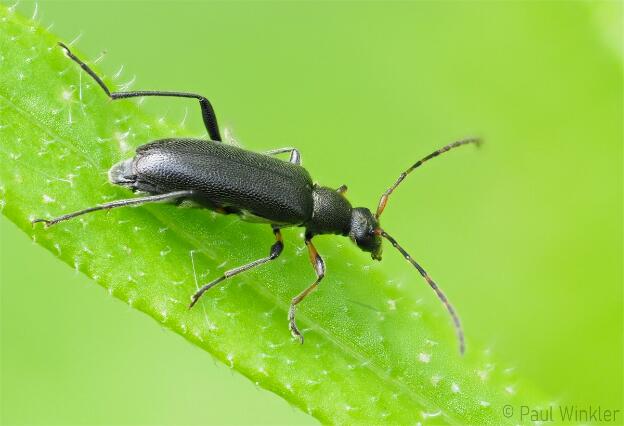 Grammoptera ruficornis (Mattschwarzer Blütenbock)