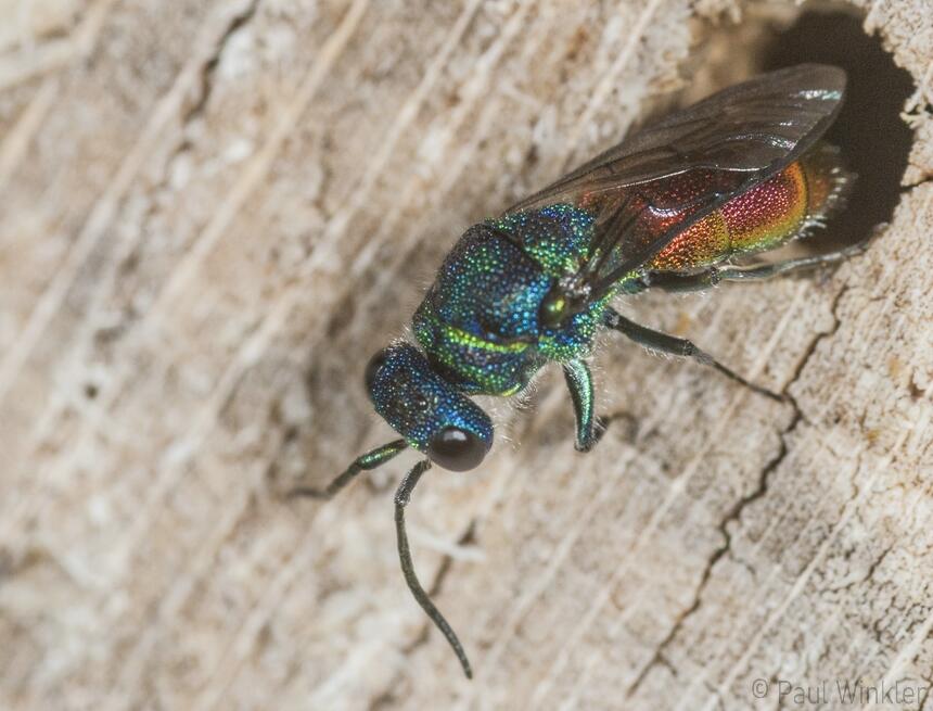 Chrysis pseudobrevitarsis