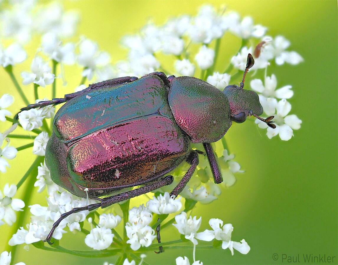 Blatthornkäfer  (Scarabaeidae)