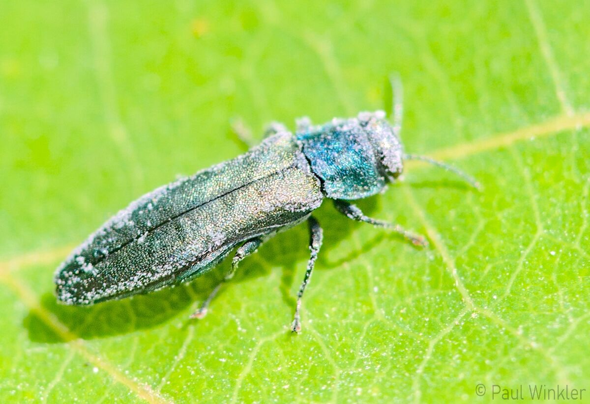 Agrilus subauratus
