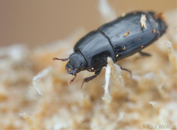 Platysoma elongatum