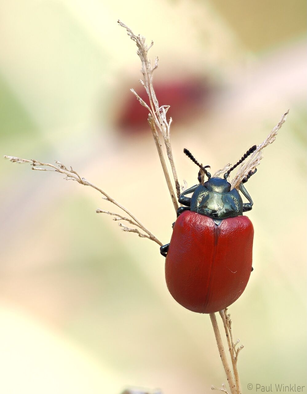 Chrysomela populi  (Pappelblattkäfer)