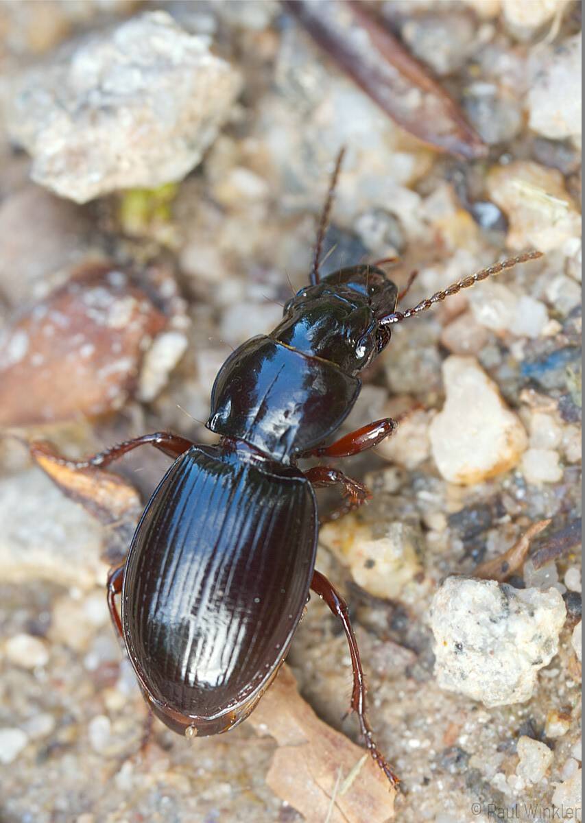 Molops piceus  (Braunfüssiger Striemenläufer)