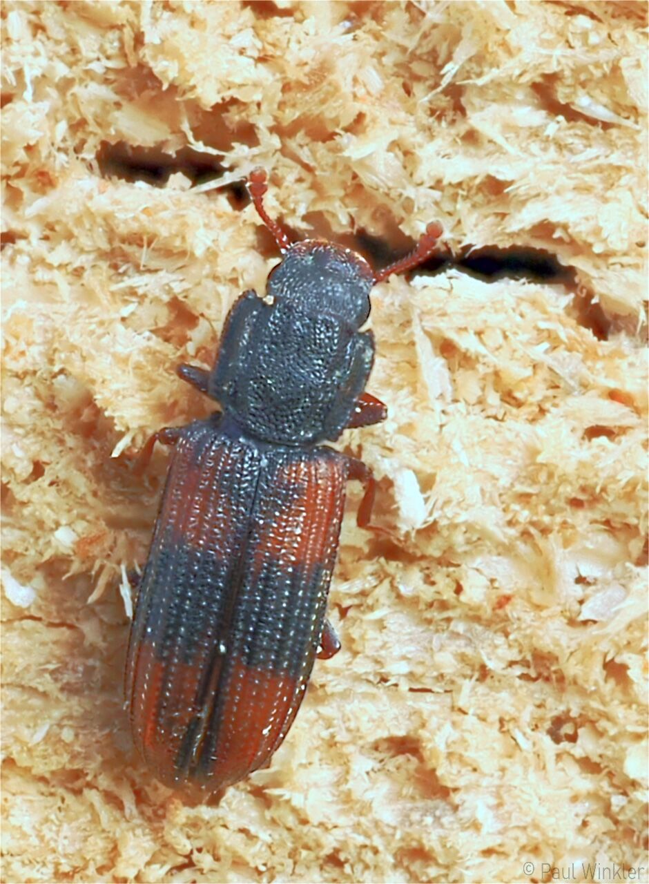 Bitoma crenata  (Schwarzroter Rindenkäfer)