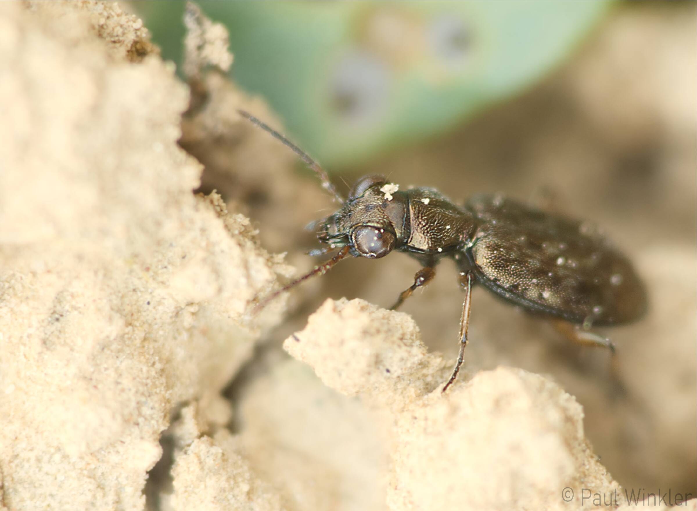 Asaphidion flavipes