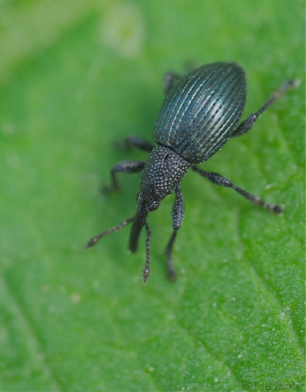 Ceratapion gibbirostre  (Distel-Spitzmäuschen)