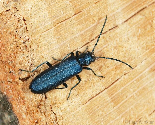 Ischnomera cyanea  (Blauer Scheinbockkäfer)