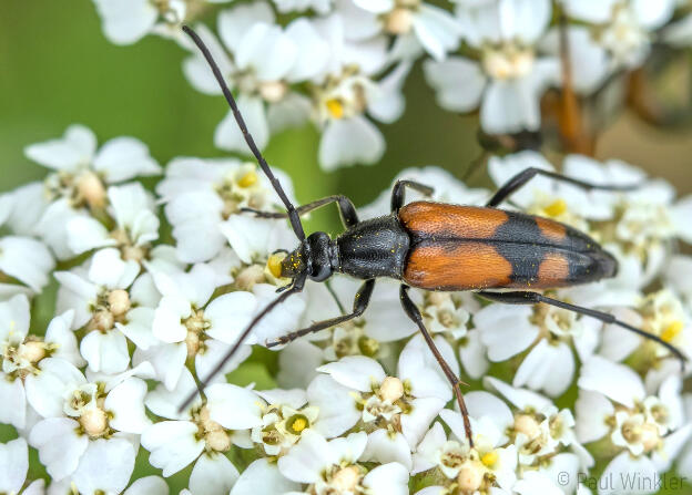 Stenurella bifasciata  (Zweibindiger Schmalbock)