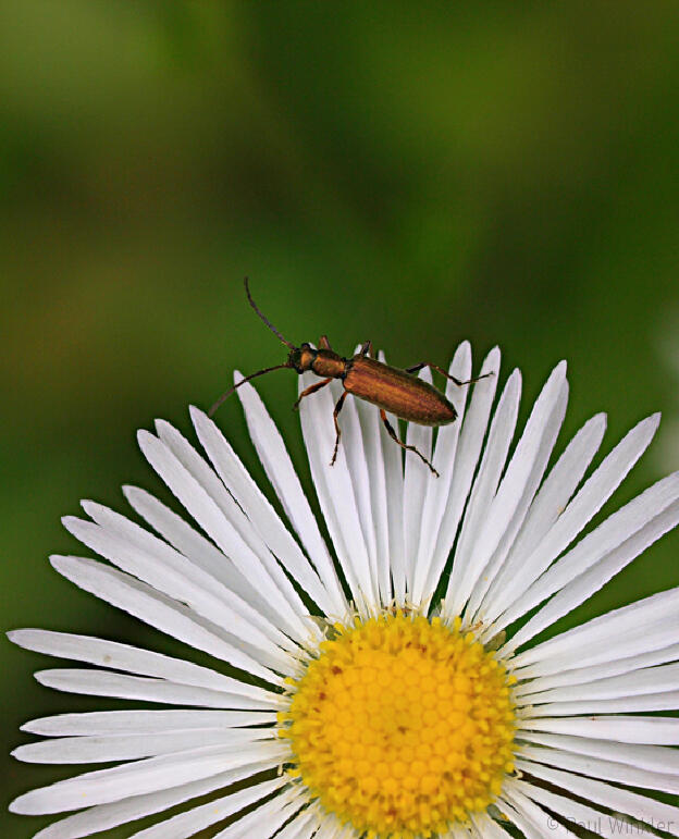 Chrysanthia nigricornis