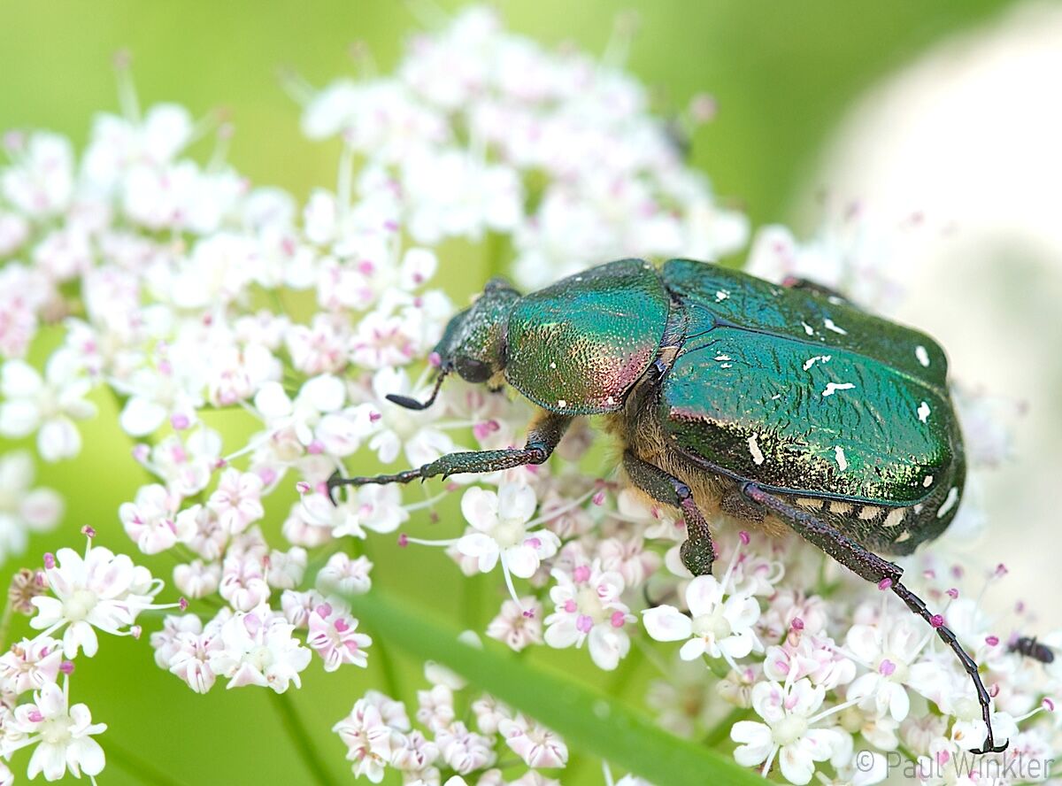 Gnorimus nobilis  (Grüner Edelscharrkäfer)