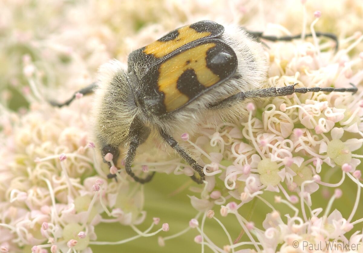 Trichius fasciatus  (Gebänderter Pinselkäfer)