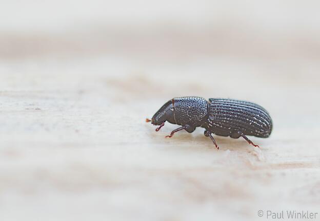 Rhyncolus sculpturatus  (Glänzender Baumhöhlenrüssler)