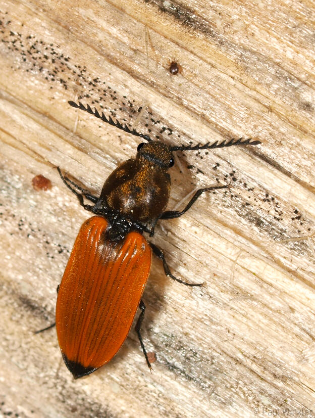 Anostrius castaneus  (Herbstfarbener Schnellkäfer)