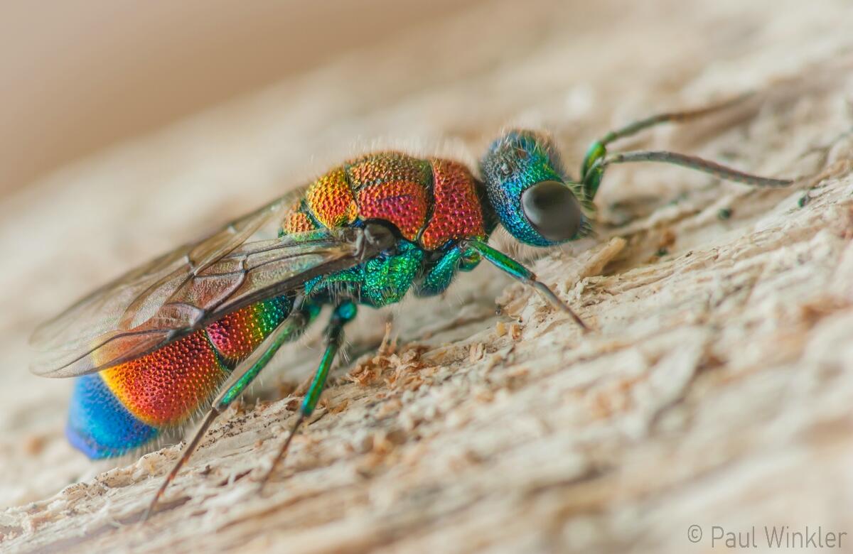 Chrysis viridula