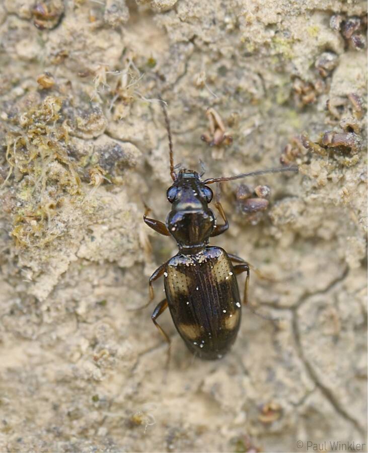 Bembidion quadrimaculatum  (Vierfleck- Ahlenläufer)