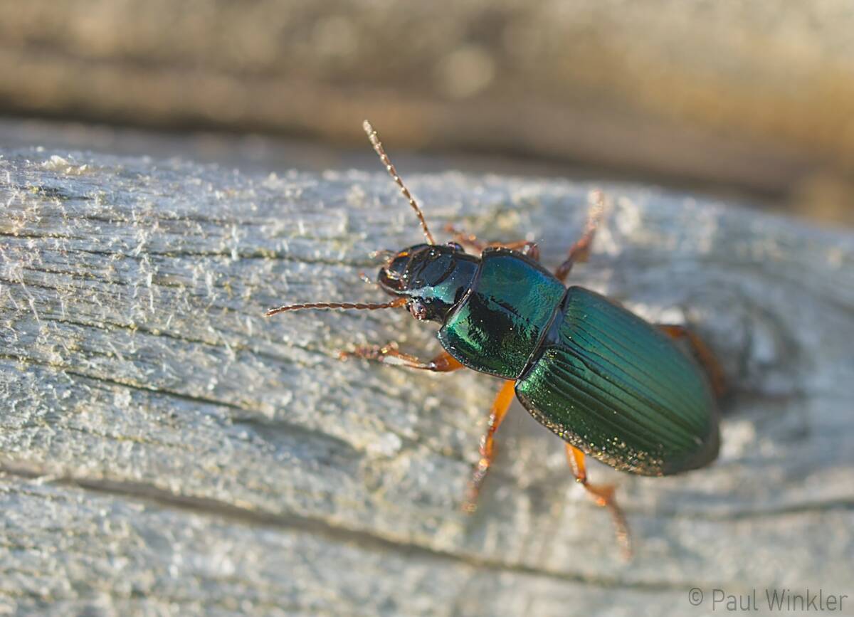 Harpalus affinis (Metallfarbener Schnelläufer)