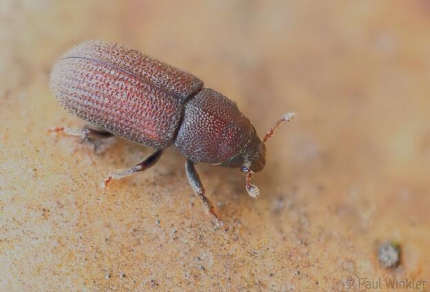 Hylurgops pallitus  (Gelbbrauner Fichtenbastkäfer)