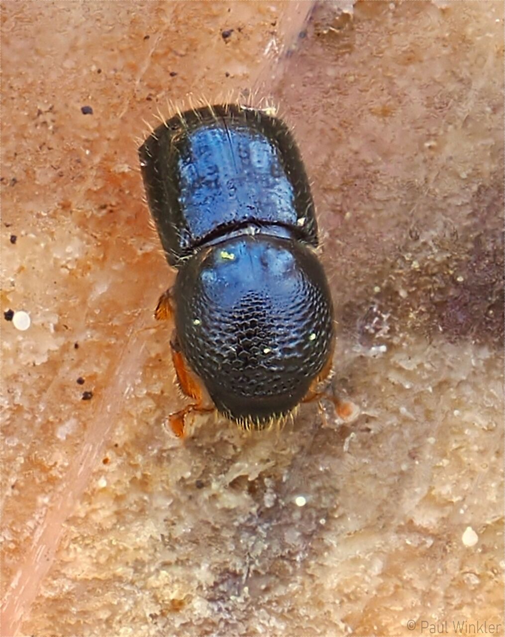 Xyleborus germanus  (Schwarzer Nutzholzborkenkäfer)