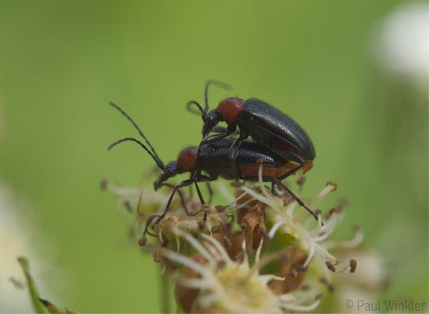 BaWü  2021  Mating