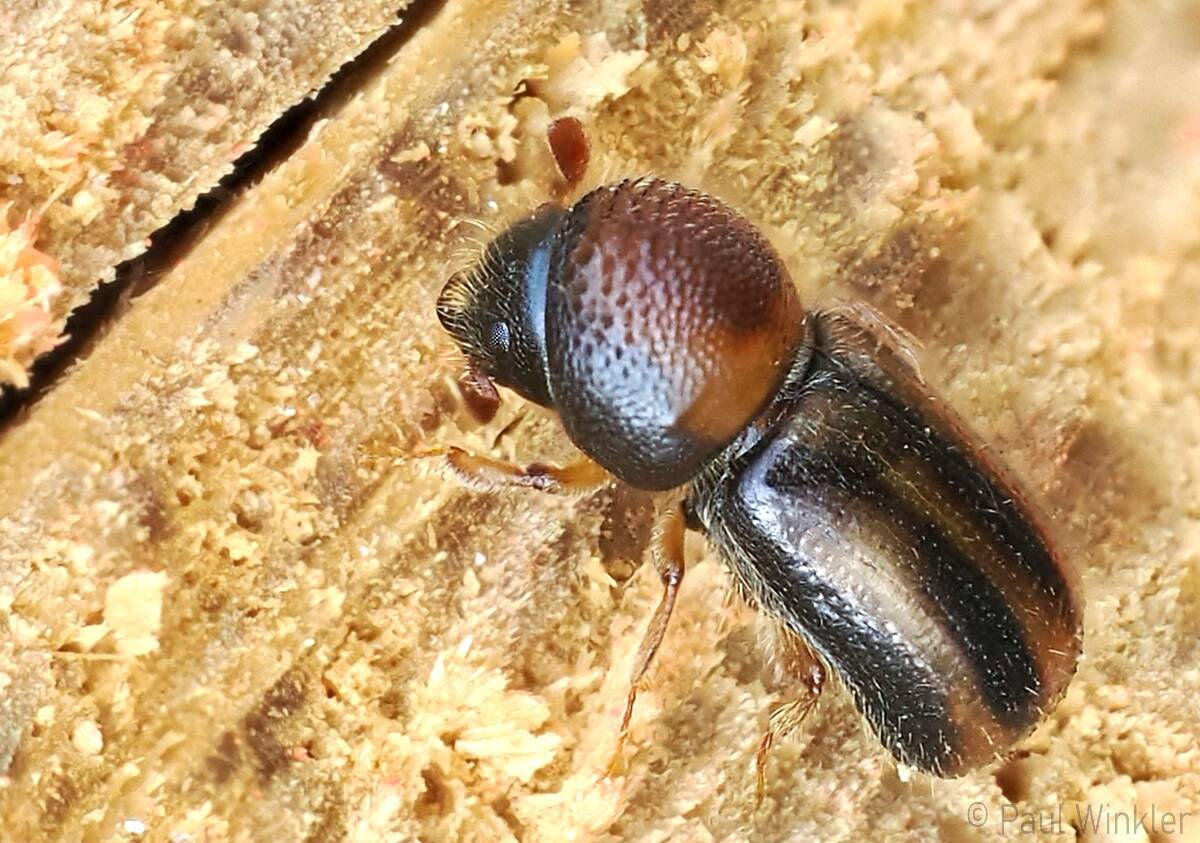 Xyloterus signatus  (Linierter Nutzholzborkenkäfer)