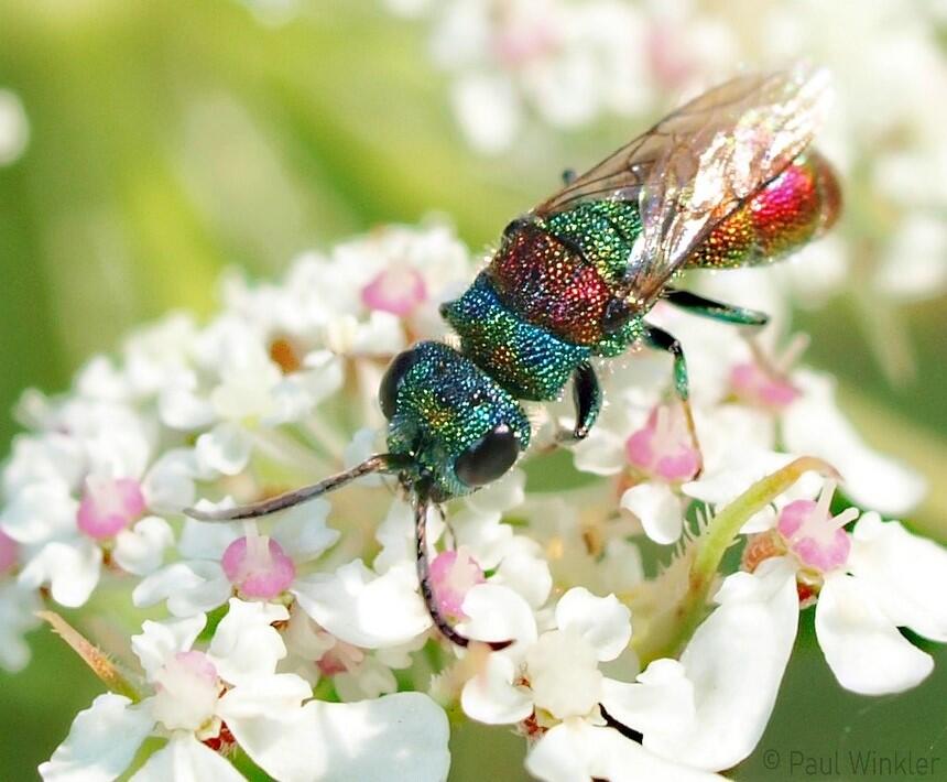 Chrysis illigeri