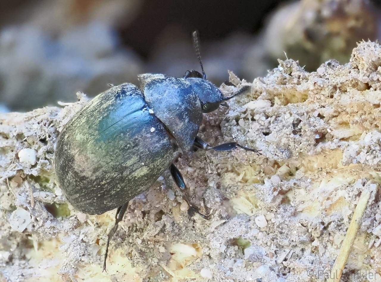 Byrrhus cf. glabratus