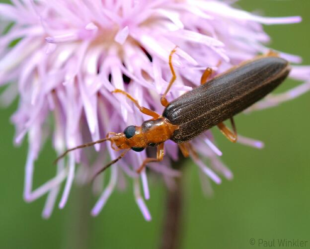 Nacerdes carniolica  (Krainer Scheinbockkäfer)