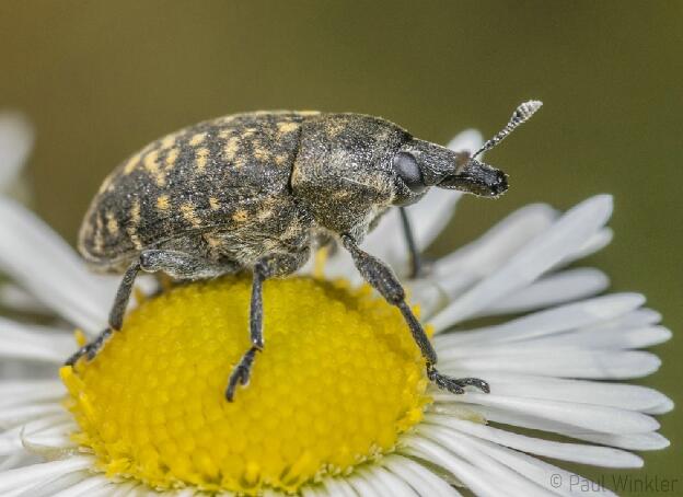 Larinus turbinatus  (Kratzdistelrüssler)